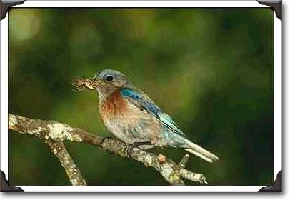 Western bluebird, Sialia mexicana, with spider, California Western bluebird, Sialia mexicana, with spider, California