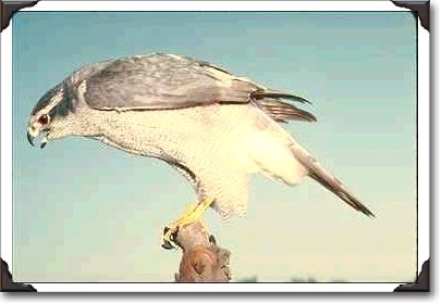 Goshawk, Accipter gentillis, California Goshawk, Accipter gentillis, California