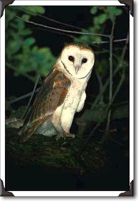 Common barn-owl, Tyto alba, California Common barn-owl, Tyto alba, California