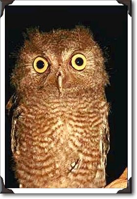 Western screech owl, Otus kennicottii, California Western screech owl, Otus kennicottii, California