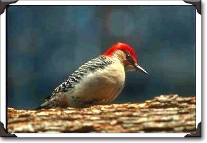 Red-bellied woodpecker, Deerfield, Illinois Red-bellied woodpecker, Deerfield, Illinois