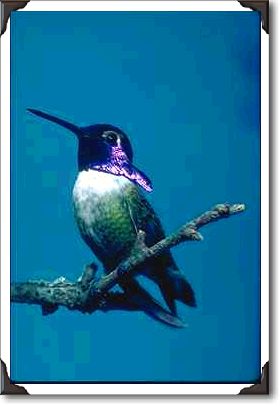 Costa's hummingbird, Calypte costae, Sacremento Costa's hummingbird, Calypte costae, Sacremento
