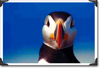 Atlantic puffin from Machia Island, Maine Atlantic puffin from Machia Island, Maine