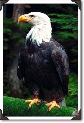 Bald eagle, Sitka, Alaska Bald eagle, Sitka, Alaska