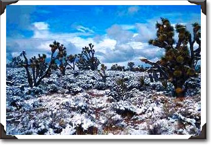 Joshua trees, Meadview, Arizona Joshua trees, Meadview, Arizona