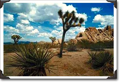 Joshua Tree National Park, California Joshua Tree National Park, California