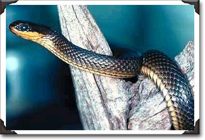 Glossy crayfish snake, coastal lowlands, southeastern U.S.A. Glossy crayfish snake, coastal lowlands, southeastern U.S.A.