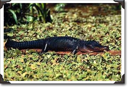 Alligator sunning on a log in Corkscrew Swamp, Florida Alligator sunning on a log in Corkscrew Swamp, Florida