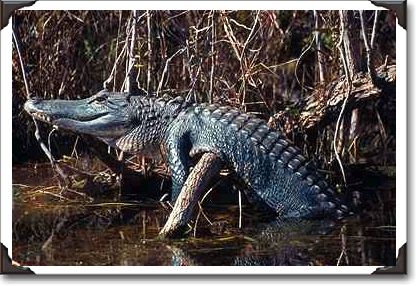 Alligator sunning on a log in Corkscrew Swamp, Florida Alligator sunning on a log in Corkscrew Swamp, Florida