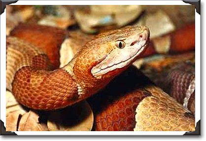Broad-banded copperhead, southeastern U.S.A. Broad-banded copperhead, southeastern U.S.A.