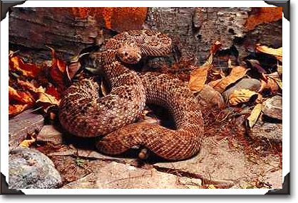Western diamond back rattlesnake, southwestern U.S.A. Western diamond back rattlesnake, southwestern U.S.A.