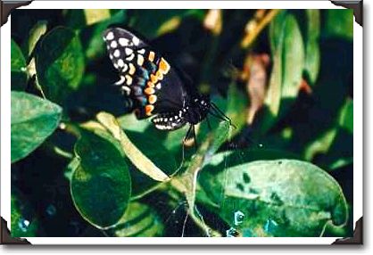 Black swallowtail butterfly, Wichita, Kansas Black swallowtail butterfly, Wichita, Kansas