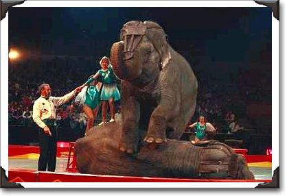 Elephant act, Shrine Circus, New York Elephant act, Shrine Circus, New York