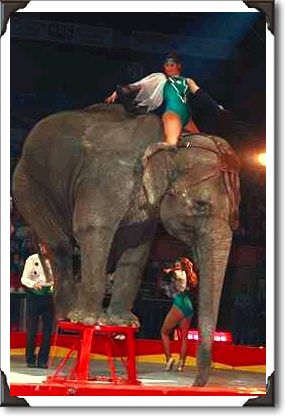 Elephant act, Shrine Circus, New York Elephant act, Shrine Circus, New York