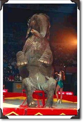 Elephant balancing on stool, Shrine Circus, New York Elephant balancing on stool, Shrine Circus, New York