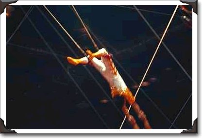 High-wire troupe, Shrine Circus, New York High-wire troupe, Shrine Circus, New York