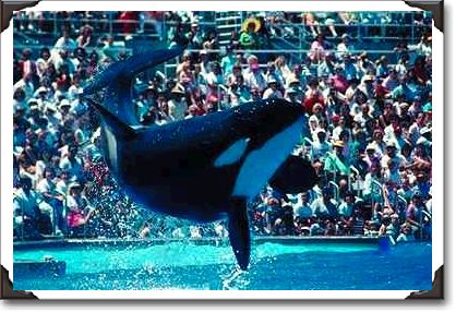 Orca performance, Sea World, San Diego, California Orca performance, Sea World, San Diego, California