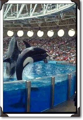 Killer whales leaping, Sea World, Orlando, Florida Killer whales leaping, Sea World, Orlando, Florida