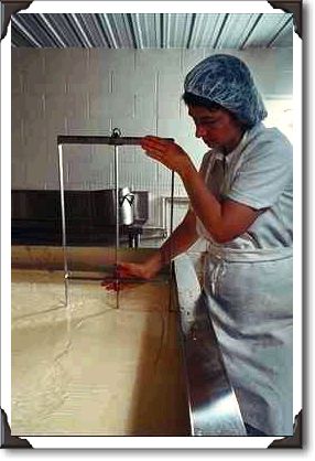 Cutting the curd, making cheese, Elberta, Alabama Cutting the curd, making cheese, Elberta, Alabama