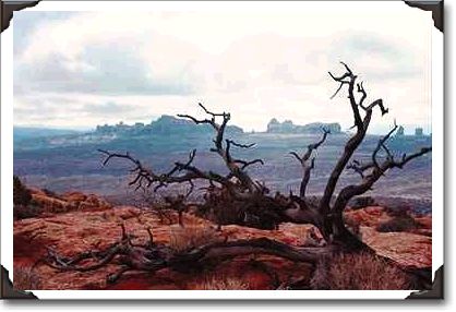 Dead tree, Arches National Park, Utah Dead tree, Arches National Park, Utah