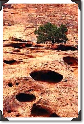 Juniper on sandstone, Utah Juniper on sandstone, Utah