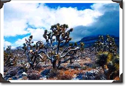 Joshua trees, Meadview, Arizona Joshua trees, Meadview, Arizona