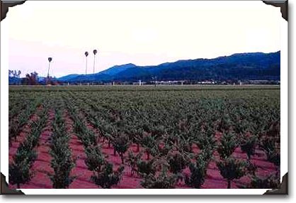 Three Palms Vineyard, Napa Valley, California Three Palms Vineyard, Napa Valley, California