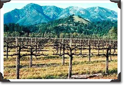 Vineyard, Alexander Valley, California Vineyard, Alexander Valley, California