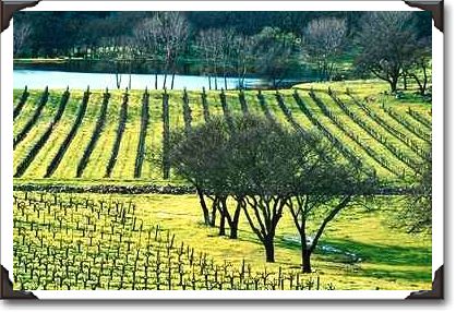 Vineyard, Napa Valley, California Vineyard, Napa Valley, California