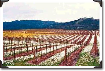 Flowers in vineyard, Alexander Valley, California Flowers in vineyard, Alexander Valley, California