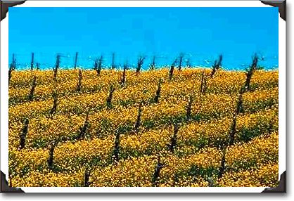 Mustard in vineyard, Napa Valley, California Mustard in vineyard, Napa Valley, California