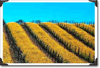 Mustard in vineyard, Napa Valley, California Mustard in vineyard, Napa Valley, California