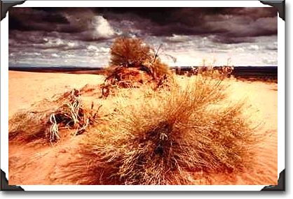 Bushes in the sand, Monument Valley, Arizona Bushes in the sand, Monument Valley, Arizona