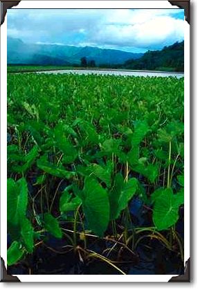 Taro fields, Kauai, Hawaii Taro fields, Kauai, Hawaii