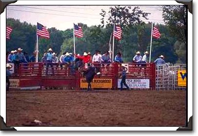 Saddle bronc riding at Gerry Rodeo, upstate New York Saddle bronc riding at Gerry Rodeo, upstate New York