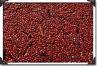 Cranberries at harvest, Plymouth, Massachusettes Cranberries at harvest, Plymouth, Massachusettes