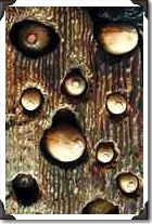 Acorns in tree foothills, High Sierra, California Acorns in tree foothills, High Sierra, California