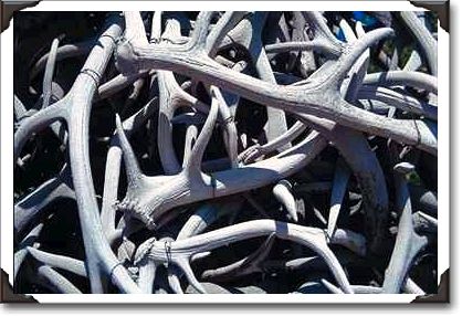Elk antlers, Central Square, Jackson, Wyoming Elk antlers, Central Square, Jackson, Wyoming
