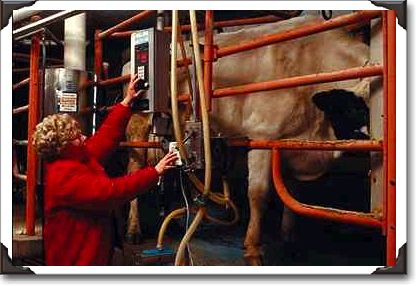Woman uses state-of-the-art technology to milk her cows, Earlville, Iowa Woman uses state-of-the-art technology to milk her cows, Earlville, Iowa