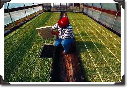 Sammy checks root growth on his tobacco plants, Glasgow, Kentucky Sammy checks root growth on his tobacco plants, Glasgow, Kentucky