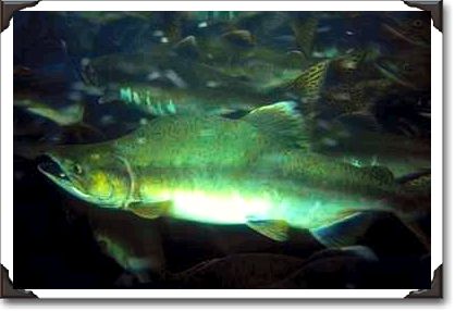 Salmon hatchery, Juneau, Alaska, salmon swimming upstream Salmon hatchery, Juneau, Alaska, salmon swimming upstream