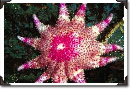 Pink and white Starfish, Puget Sound, Washington State Pink and white Starfish, Puget Sound, Washington State