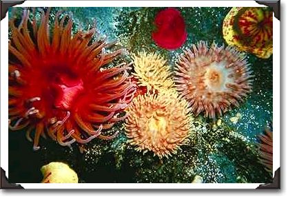 Mixed anemones, Puget Sound, Washington State Mixed anemones, Puget Sound, Washington State