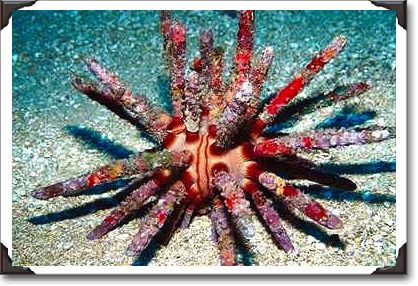 Pencil urchin, Hawaii Pencil urchin, Hawaii