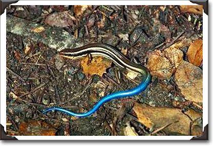 Western skink (Eumeces skiltonianus), California Western skink (Eumeces skiltonianus), California