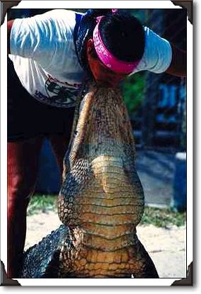 Man and crocodile, Florida Man and crocodile, Florida