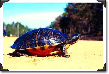Tortoise on dirt road, Florida Tortoise on dirt road, Florida