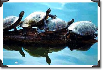 Painted turtles or slider turtles, Phoenix Zoo moat, Arizona Painted turtles or slider turtles, Phoenix Zoo moat, Arizona