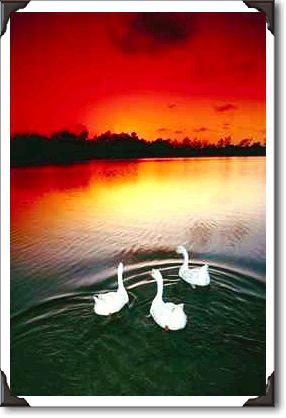 Swan lake sunset, Central Park, Huntington Beach, California Swan lake sunset, Central Park, Huntington Beach, California