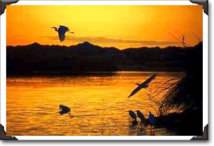 Greater egret, lower Colorado River Greater egret, lower Colorado River